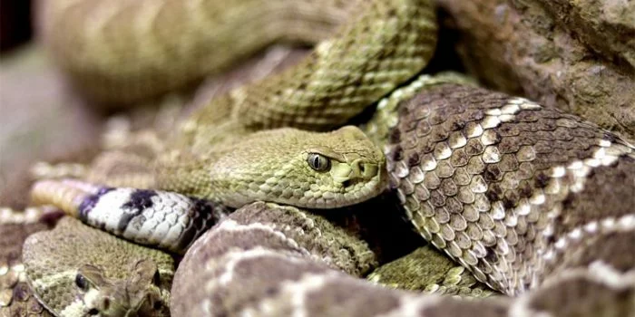 Mengerikan, Balita Koma Digigit Ular Berbisa saat Tidur Malam Hari ULAR-BERBISA-PIXABAY