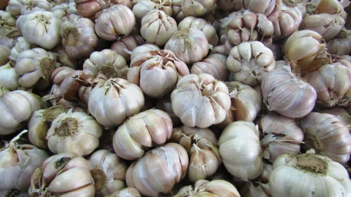 Harga Bawang Putih Naik, Begini Tanggapan Zulhas Harga Bawang Putih Naik, Begini Tanggapan Zulhas
