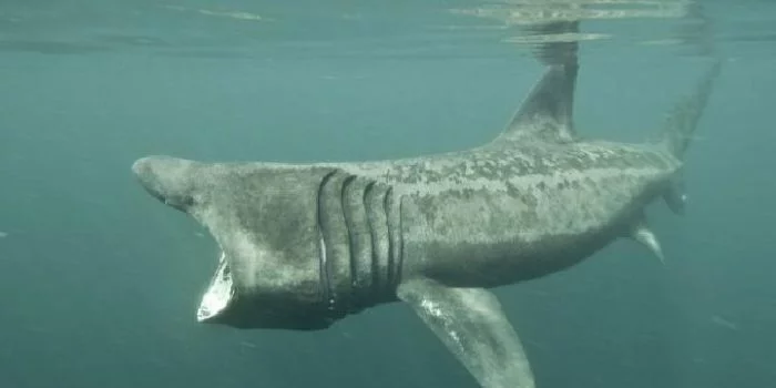Penampakan Ikan Hiu Sepanjang 7,9 Meter di Pantai Penampakan Ikan Hiu Sepanjang 7,9 Meter di Pantai