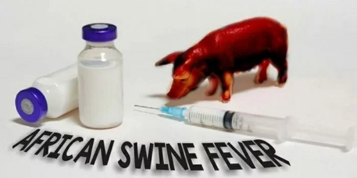 Inilah Perbedaan Virus Flu Babi dengan Virus Demam Babi Afrika Inilah Perbedaan Virus Flu Babi dengan Virus Demam Babi Afrika