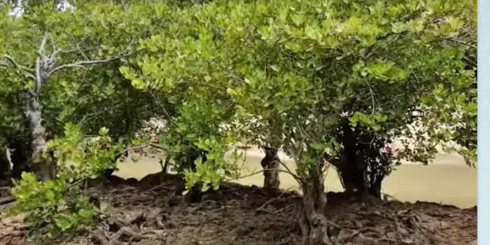 Duduk Perkara Raja Sunda Kuno, Siapa Sesungguhnya yang Bergelar Prabhu Siliwangi? Duduk Perkara Raja Sunda Kuno, Siapa Sesungguhnya yang Bergelar Prabhu Siliwangi?