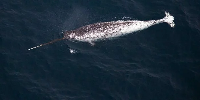 Mamalia Laut Misterius Ini Beratnya 1,5 Ton Gading Panjang Menonjol dari Hidung,