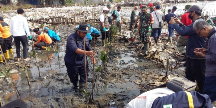 Peringati Hari Lingkungan Hidup Sedunia dan Hari Laut Sedunia, Masyarakat Tanam Pohon Mangrove di Pesisir Kota Cirebon Peringati Hari Lingkungan Hidup Sedunia dan Hari Laut Sedunia, Masyarakat Tanam Pohon Mangrove di Pesisir Kota Cirebon