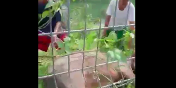 Sapi Qurban Hendak Disembelih Ngamuk Lari 15 Km Seruduk 4 Warga Sapi Qurban Hendak Disembelih Ngamuk Lari 15 Km Seruduk 4 Warga