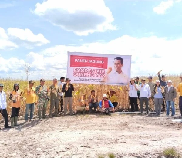 Mentan Pamer Food Estate, Panen Jagung di Gunung Mas Kalimantan Tengah Mentan Pamer Food Estate, Panen Jagung di Gunung Mas Kalimantan Tengah