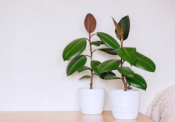 Keberuntungan di Tahun 2024, Feng Shui: Tanaman Karet Kebo di Tahun Naga Kayu