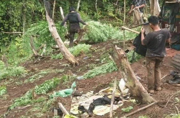 Polisi Amankan 2.000 Batang 70 Kg Ganja Kering Siap Edar di Luas Lahan 2 Hektar, Jarak Tempuh 9 Jam Lokasi Perbukitan Terjal Curam di Empat Lawang