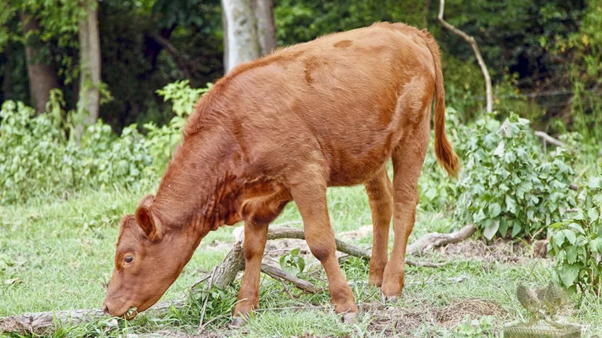 Bagaimana Zionisme Menghasut Sapi Merah, Narasi Akhir Zaman? Sapi Merah kelahiran Texas sedang merumput di Israel. (Foto: Temple Institute)