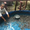 Bisnis pecel lele makin menjamur, peluang budidaya lele pun terbuka lebar, mendulang cuan dari ikan yang mudah