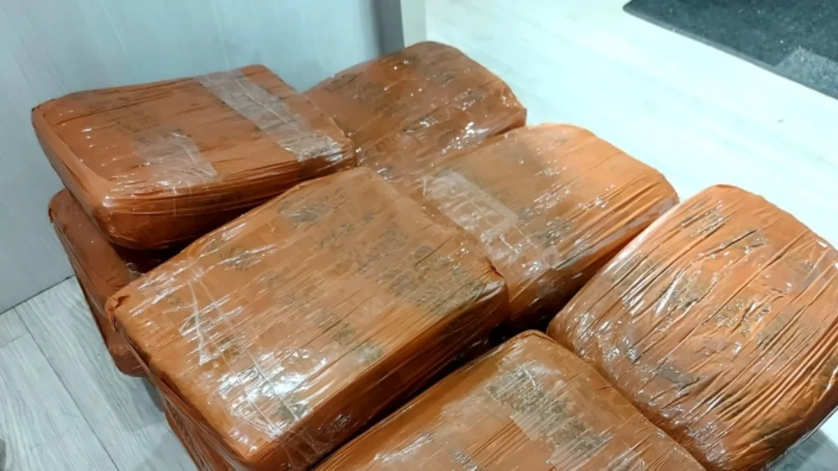 Kasus Peredaran Narkoba Jenis Ganja 34Kg Jaringan Lintas Sumut-Jakarta di 3 TKP Wilayah Hukum Polda Metro Jaya Barang bukti ganja jaringan Sumut-Jakarta/Ist
