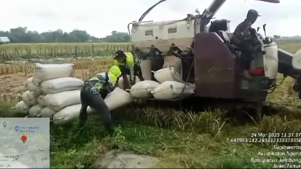 Libatkan TNI-Polri Strategi Bulog Serap Gabah Beras Petani Ilustrasi: Kantor Cabang (Kancab) Perum BULOG Mojokerto mencatatkan serapan gabah dan beras petani mencapai 11