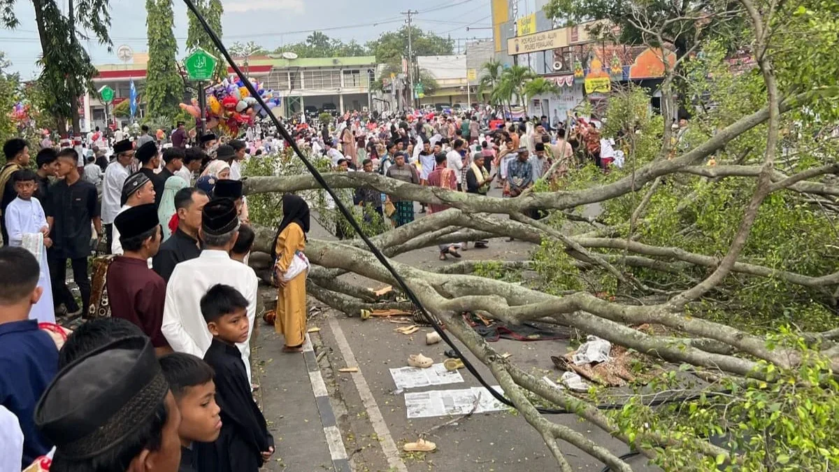 Pohon beringin yang rubuh jadi tontonan jamaah sholat id di alun-alun Pemalang