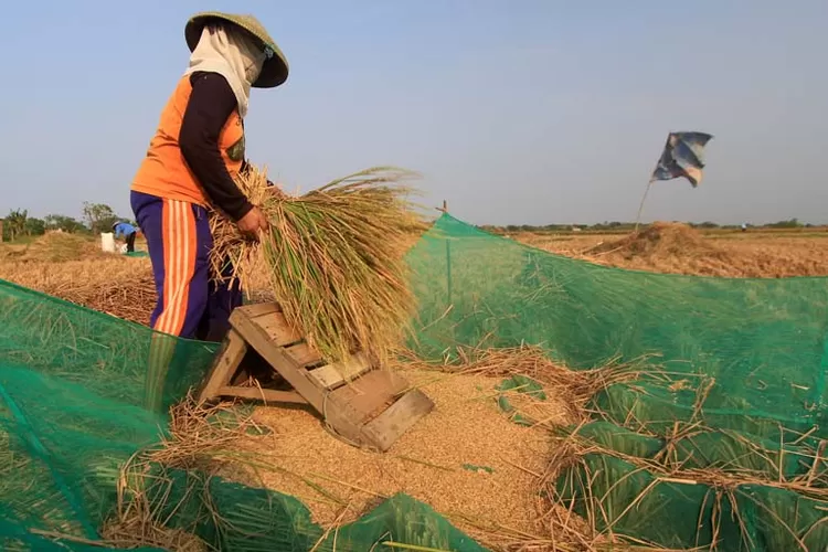 Petani memanen padi di area persawahan Desa Brondong, Kecamatan Pasekan, Kabupaten Indramayu