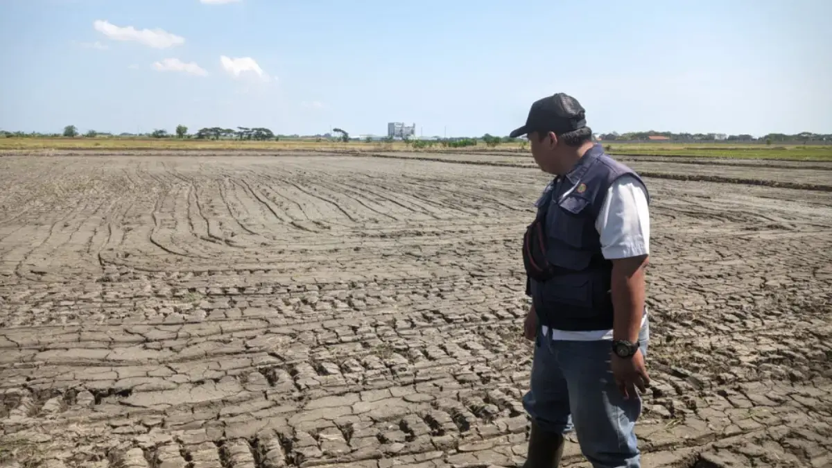 Kondisi lahan sawah di salah satu dari tujuh kecamatan di wilayah Timur Kabupaten Cirebon yang tampak mulai me