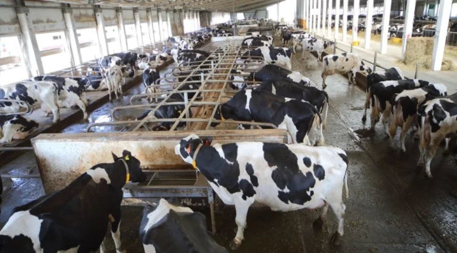 Peternakan sapi perah