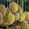 Ilustrasi Durian