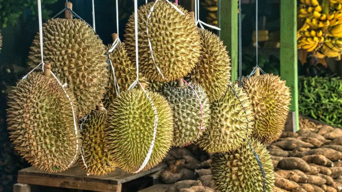 Indonesia Incar Peluang Ekspor Produk Pertanian Potensial ke China: Durian, Sarang Walet, dan Ceker Ayam Ilustrasi Durian