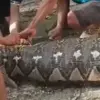 Ular piton 8 meter memangsa warga di Buton Selatan. (dok. Istimewa)