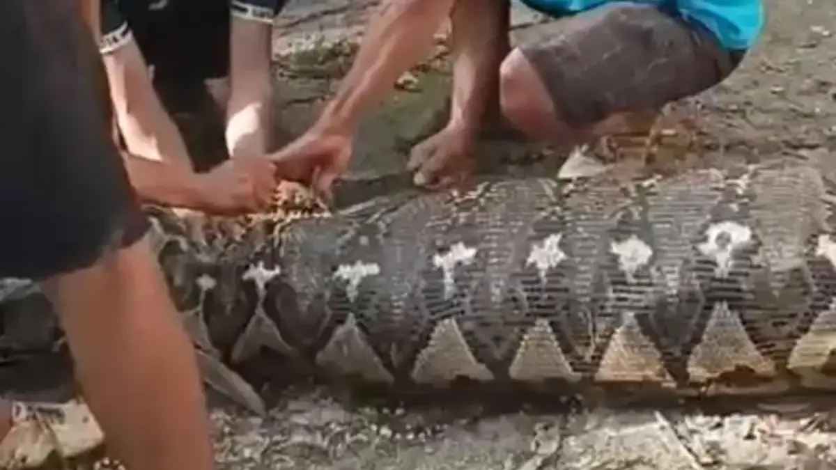 Ular piton 8 meter memangsa warga di Buton Selatan. (dok. Istimewa)
