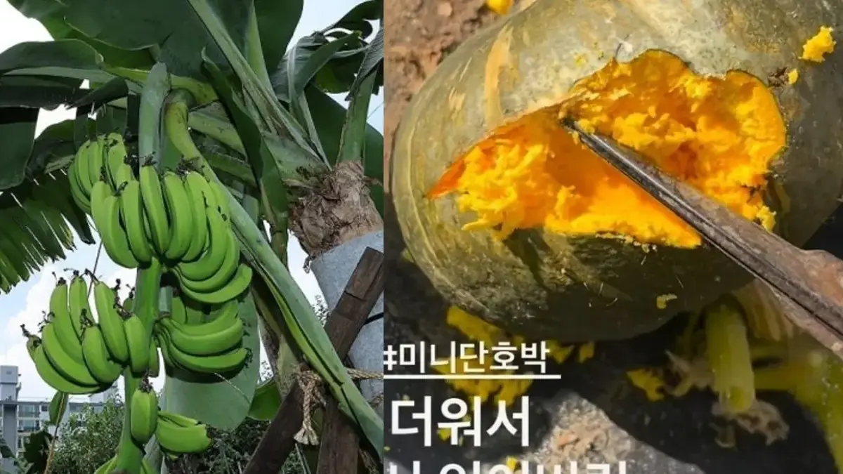 Kombinasi foto ini menunjukkan dampak gelombang panas rekor di Korea Selatan dengan kiri menunjukkan pisang ya