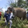 Gajah Sumatera di Barumun Nagari Wildlife Sanctuary (2019)(Dok. Istimewa)