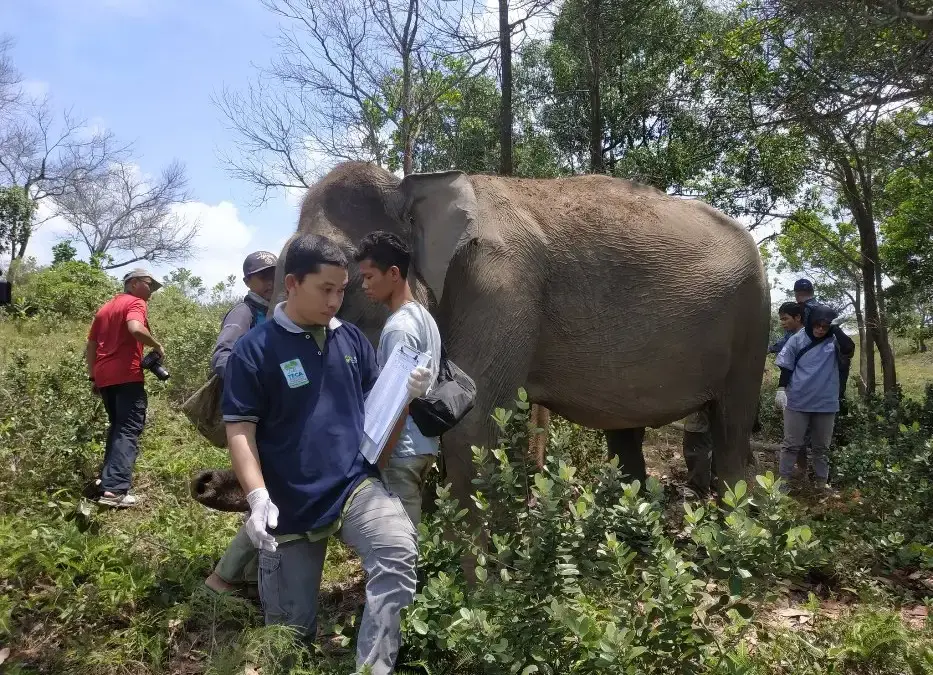 Gajah Sumatera di Barumun Nagari Wildlife Sanctuary (2019)(Dok. Istimewa)