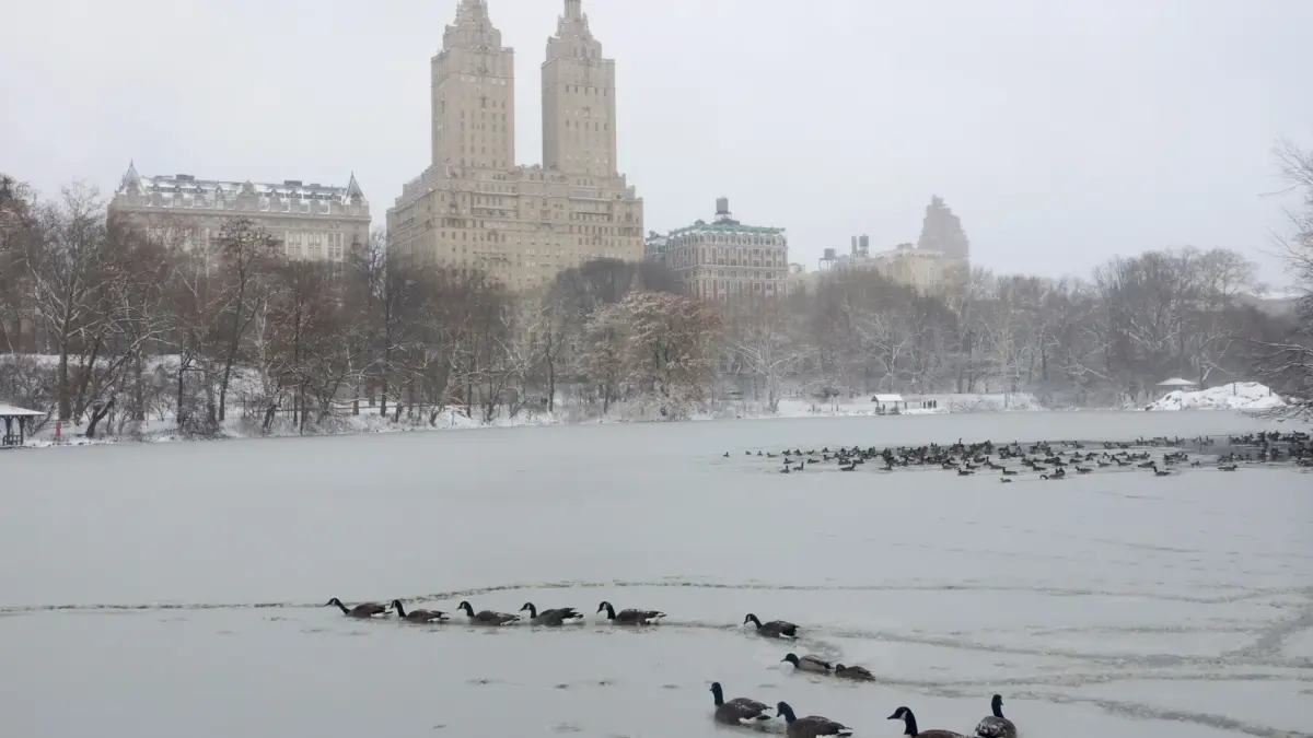 Amerika Serikat Dihantam Cuaca Ekstrem: Transportasi Lumpuh, Ancaman Tornado dan Badai Midwest Angsa-angsa di danau yang tertutup salju di Central Park, New York City, 27 Desember 2025. (Fotografer: Gary H