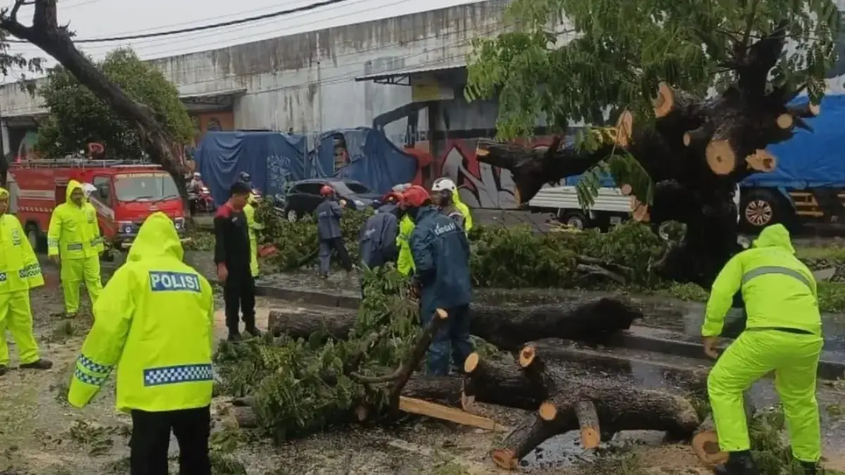 Hujan yang mengguyur selama dua hari di Bantul memicu pohon tumbang di sejumlah titik. (Foto: Instagram/BPBD B