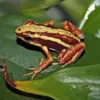 Katak beracun phantasmal (Epipedobates tricolor) berasal dari Ekuador, ditemukan di lereng Andes Ekuador tenga