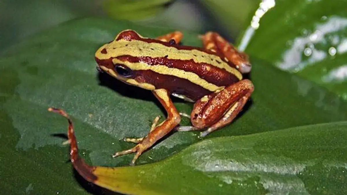 Katak beracun phantasmal (Epipedobates tricolor) berasal dari Ekuador, ditemukan di lereng Andes Ekuador tenga