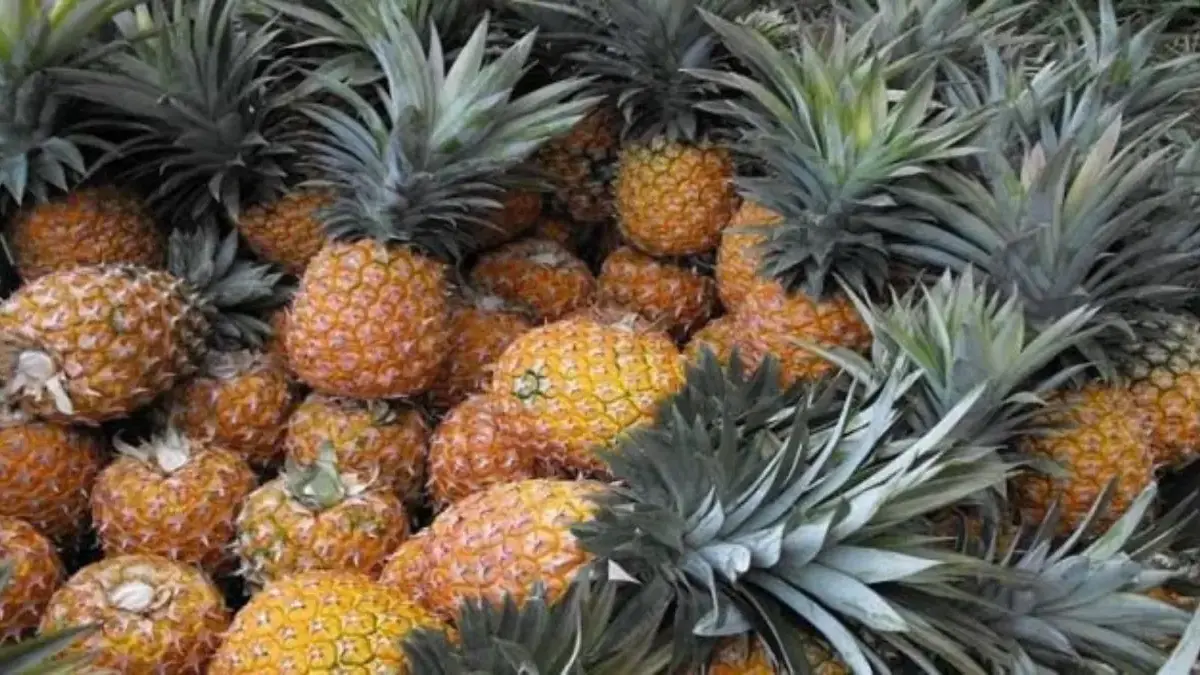 53 Komoditas Pertanian Indonesia Bebas Bea Masuk di Pasar Amerika Serikat Buah Nanas