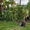 Penemuan jasad pria di persawahan Banjar Cabe, Desa Darmasaba, Kecamatan Abiansemal pada Selasa (12/05/2026).