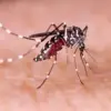 Nyamuk Wolbachia