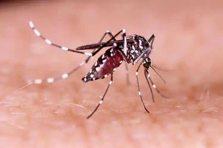 Google Dikritik Usai Rencana Lepas 32 Juta Nyamuk Wolbachia di AS Nyamuk Wolbachia