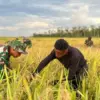 Panen hasil program cetak sawah di Kampung Wanam, Distrik Ilwayab, Kabupaten Merauke, Papua Selatan pada 2025