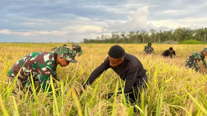 Panen hasil program cetak sawah di Kampung Wanam, Distrik Ilwayab, Kabupaten Merauke, Papua Selatan pada 2025