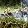 Beberapa pria ditangkap dengan todongan senjata setelah ditemukan bahan peledak dan bahan kimia di dalam sebua